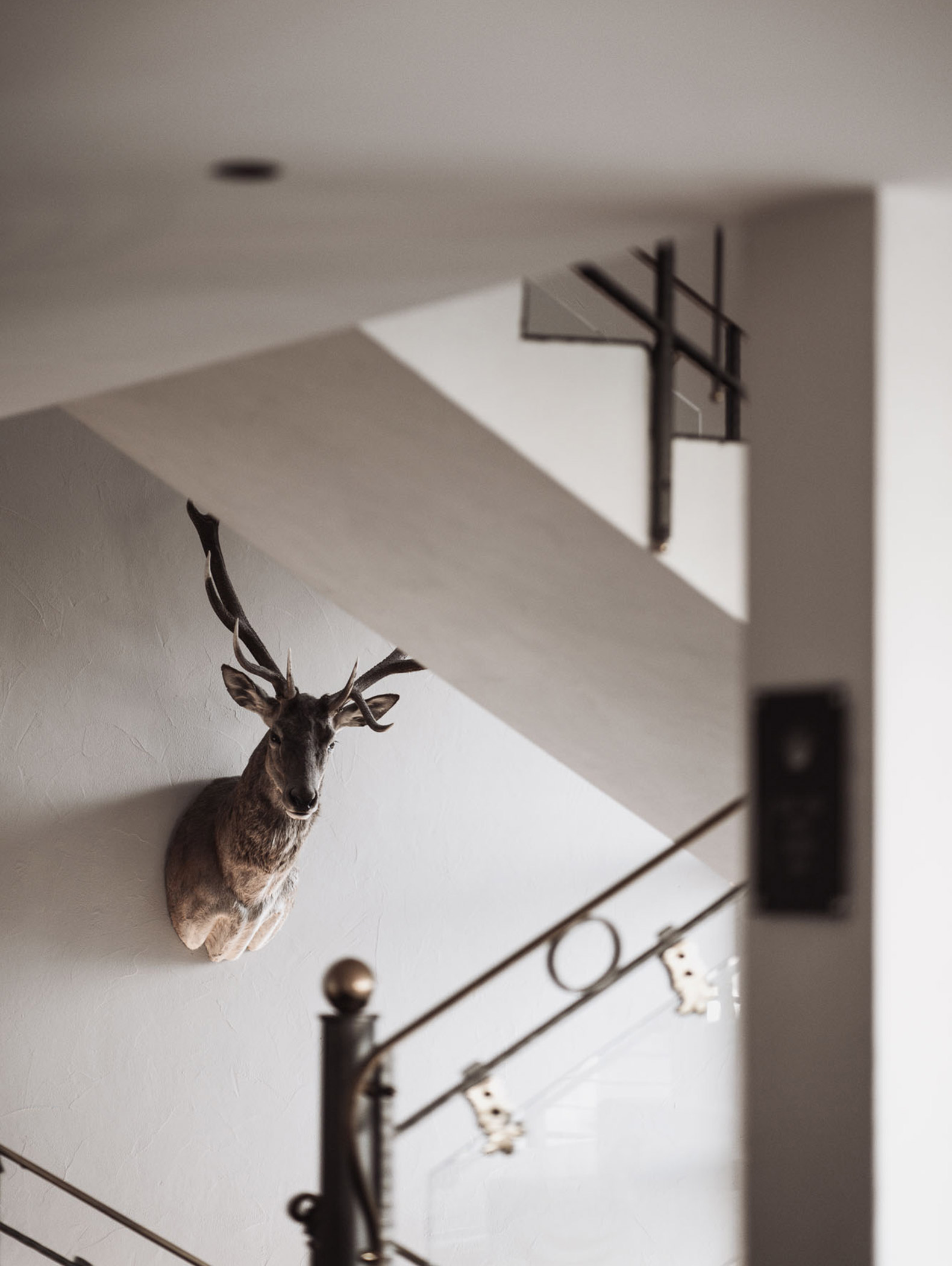Hirschtrophäe im Treppenhaus - Hotel Montis